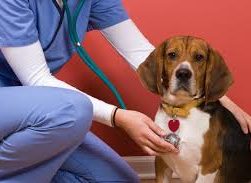 Essential Services Offered by Your Local General Veterinarian