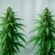 Two cannabis plants showcasing distinct differences in growth and foliage